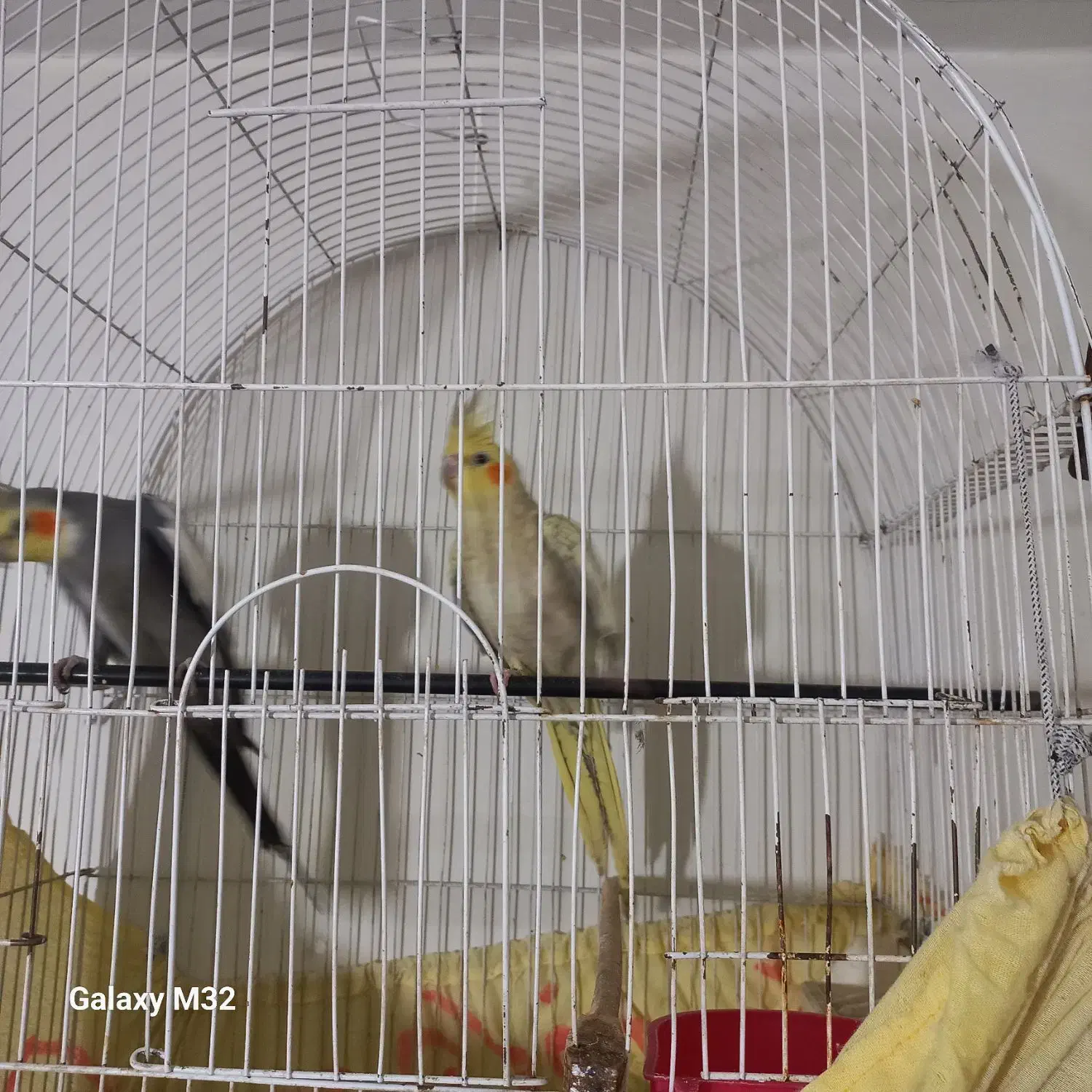 عروس|پرنده|پاکدشت, پاکدشت (مامازند)|دیوار