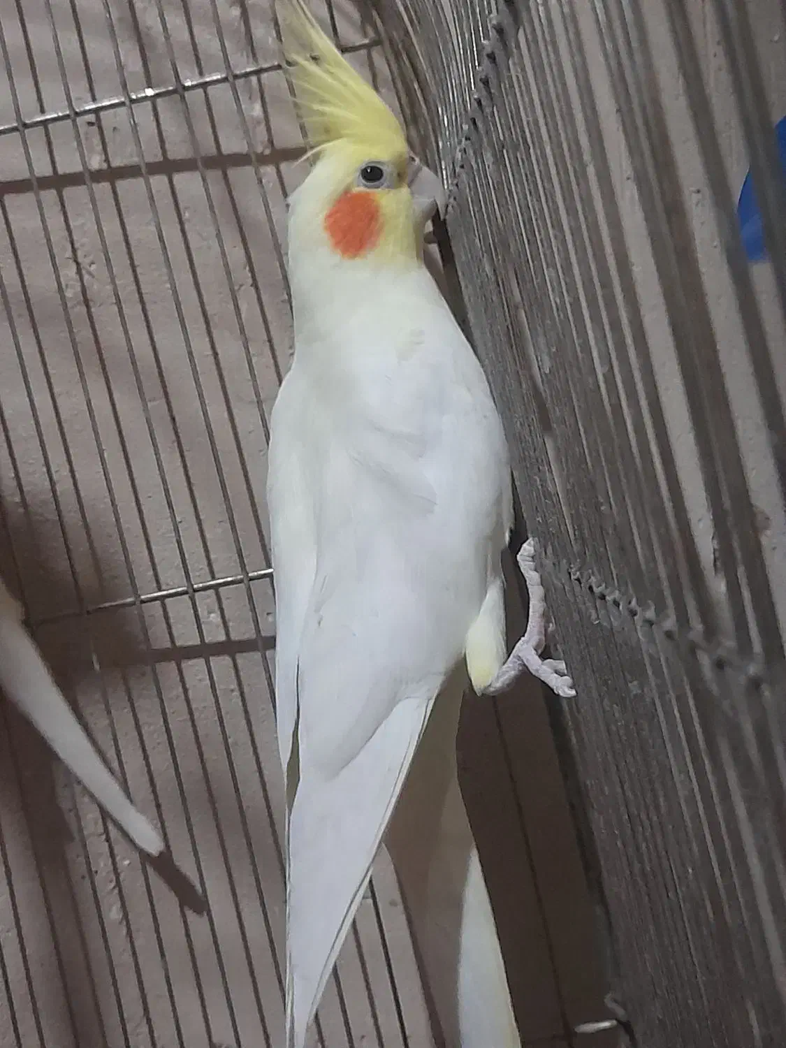 عروس هلندی|پرنده|ساوه, |دیوار