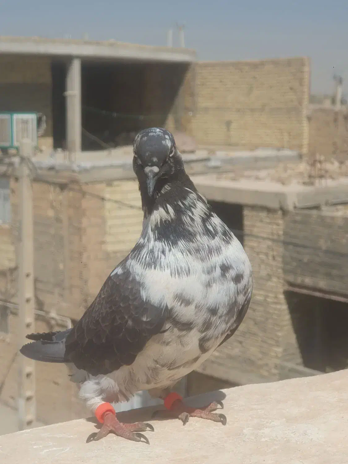 کبوتر|پرنده|خمینی‌شهر, |دیوار