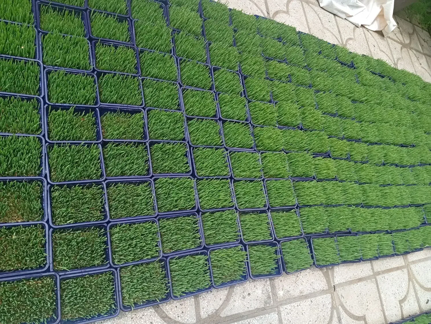 سبز|گل و گیاه طبیعی|شیراز, مسلم|دیوار