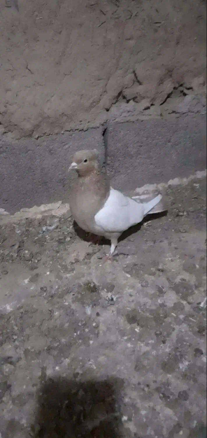 کبوتر|پرنده|شیروان (خراسان), |دیوار