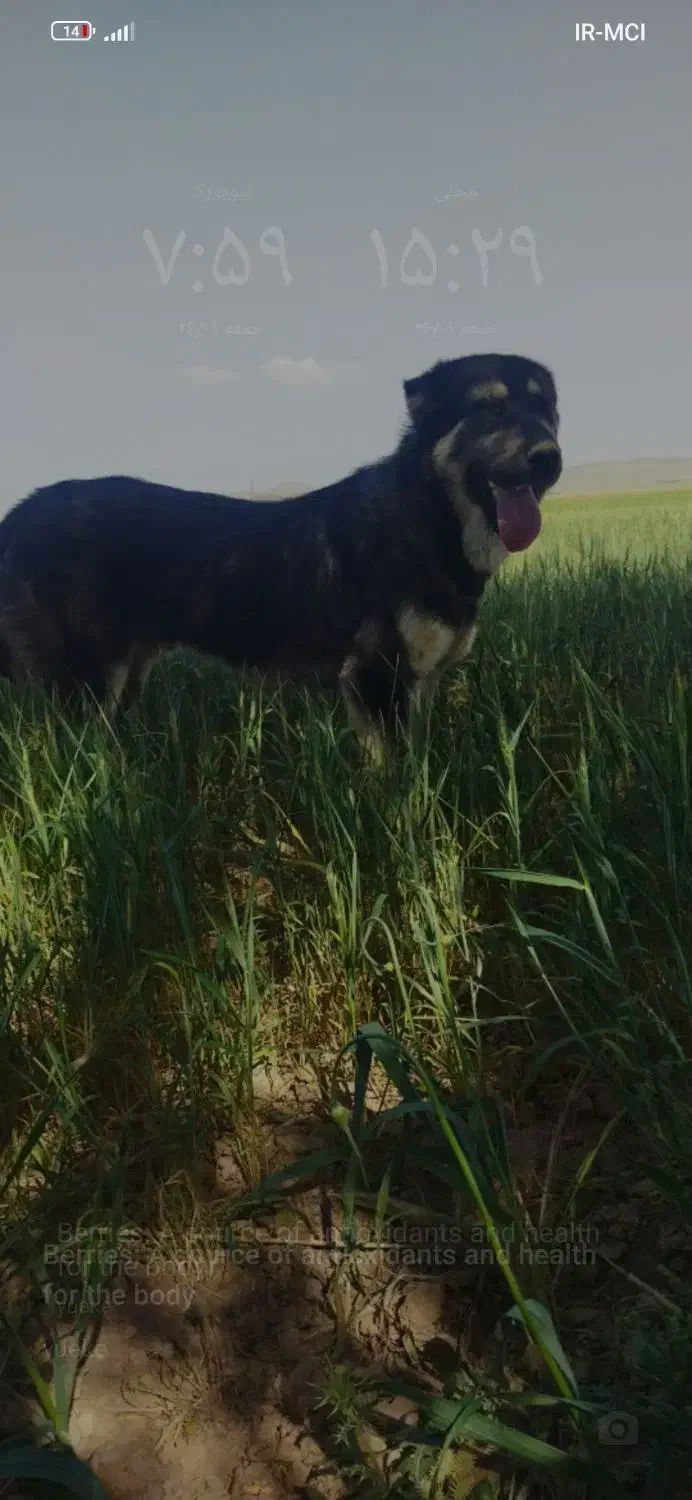 پژدر 15ماهه.توله راموس|سگ|درگزین, |دیوار