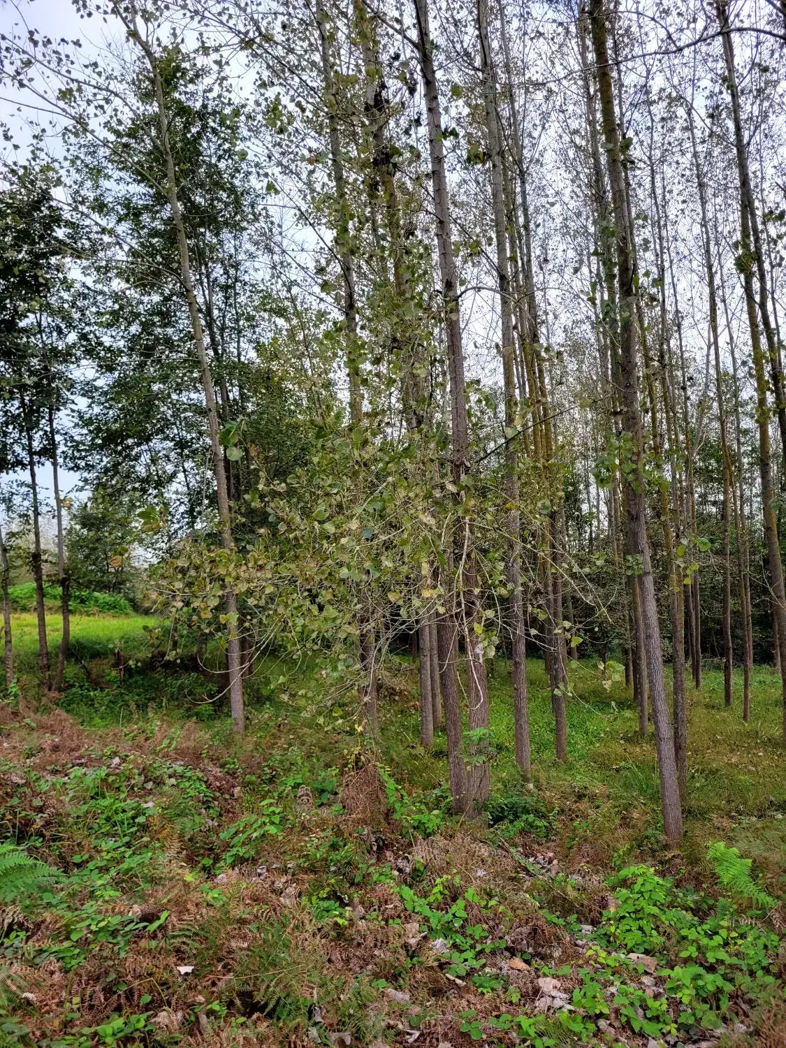 فروش چوب صنوبر|خدمات باغبانی و درختکاری|فومن, |دیوار