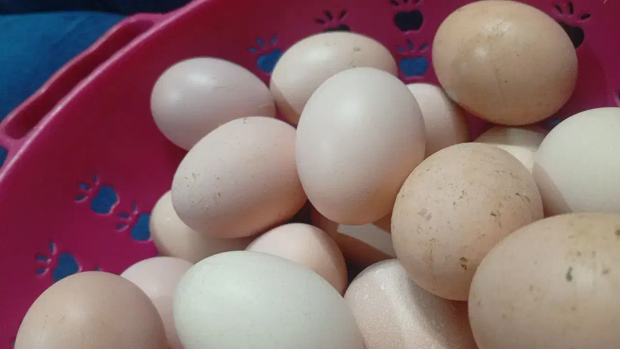 تخم لاری|حیوانات مزرعه|بهارستان, |دیوار