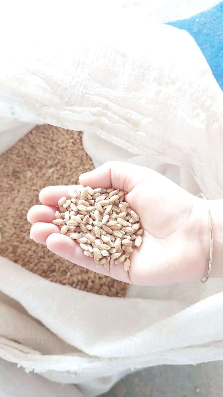 گندم|خدمات باغبانی و درختکاری|شوشتر, |دیوار