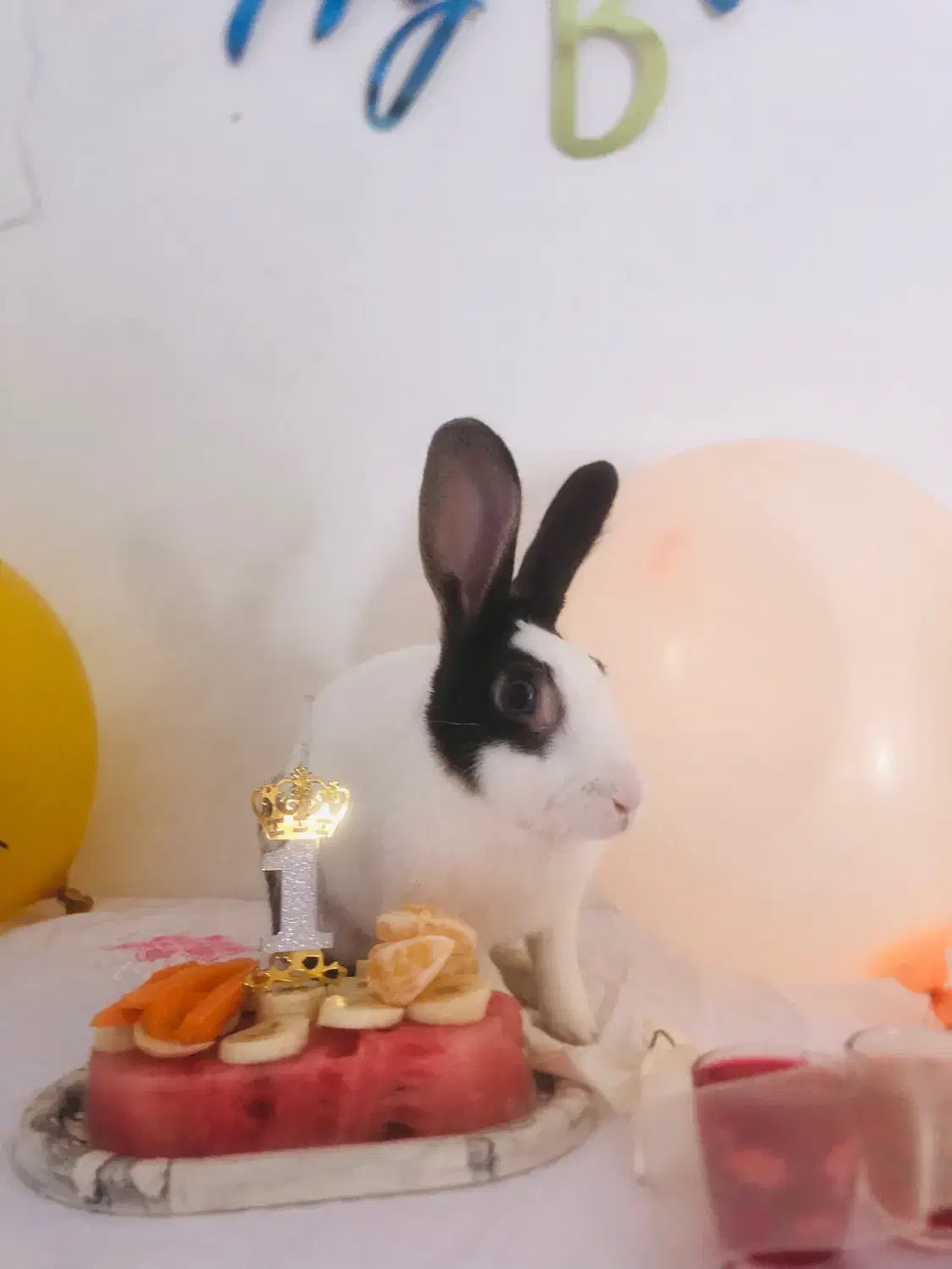 واگذاری رایگان خرگوش|موش و خرگوش|تربت جام, جامی|دیوار