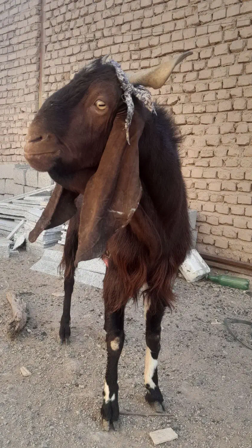 چبش پاکستانی|حیوانات مزرعه|نهبندان, |دیوار