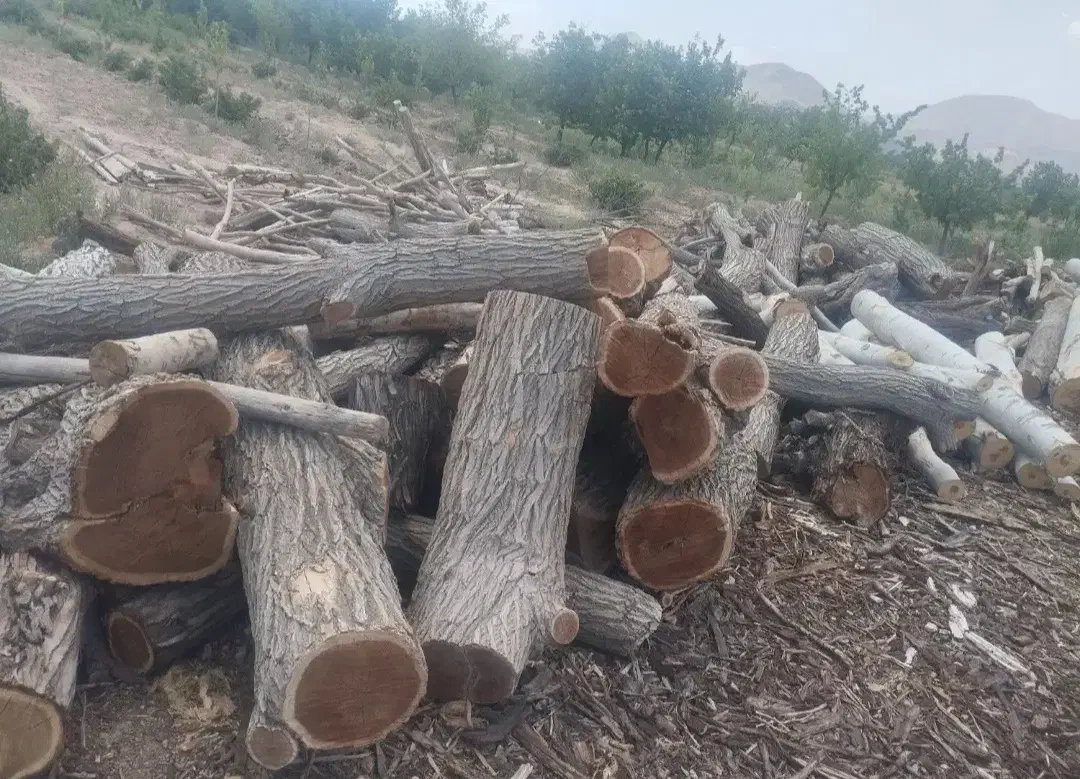 خرید و فروش چوب درخت تر و خشک|عمده‌فروشی|ماکو, |دیوار