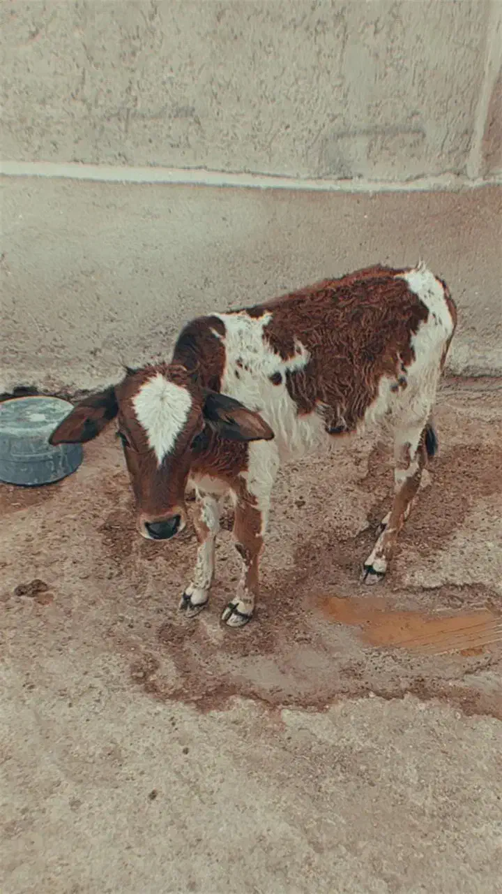 یک گاو ماده و یک گوساله نر قیمت توافقی|حیوانات مزرعه|قشم, |دیوار