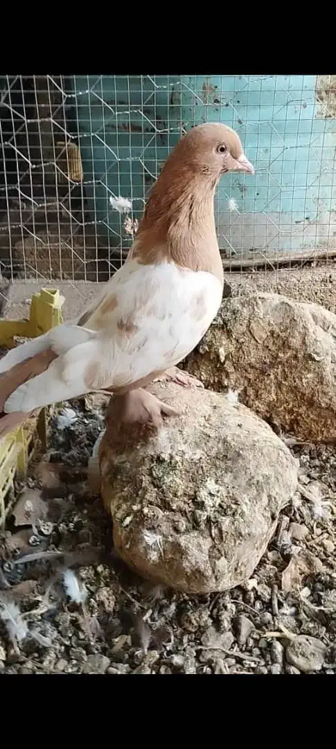 کفتر سینه وطوقی|پرنده|داراب, |دیوار