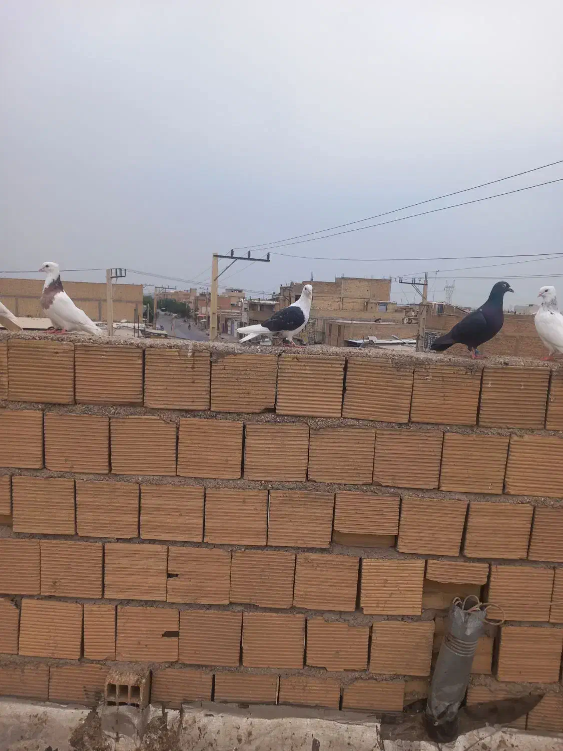 دوکتی بلقاری|پرنده|دزفول, |دیوار