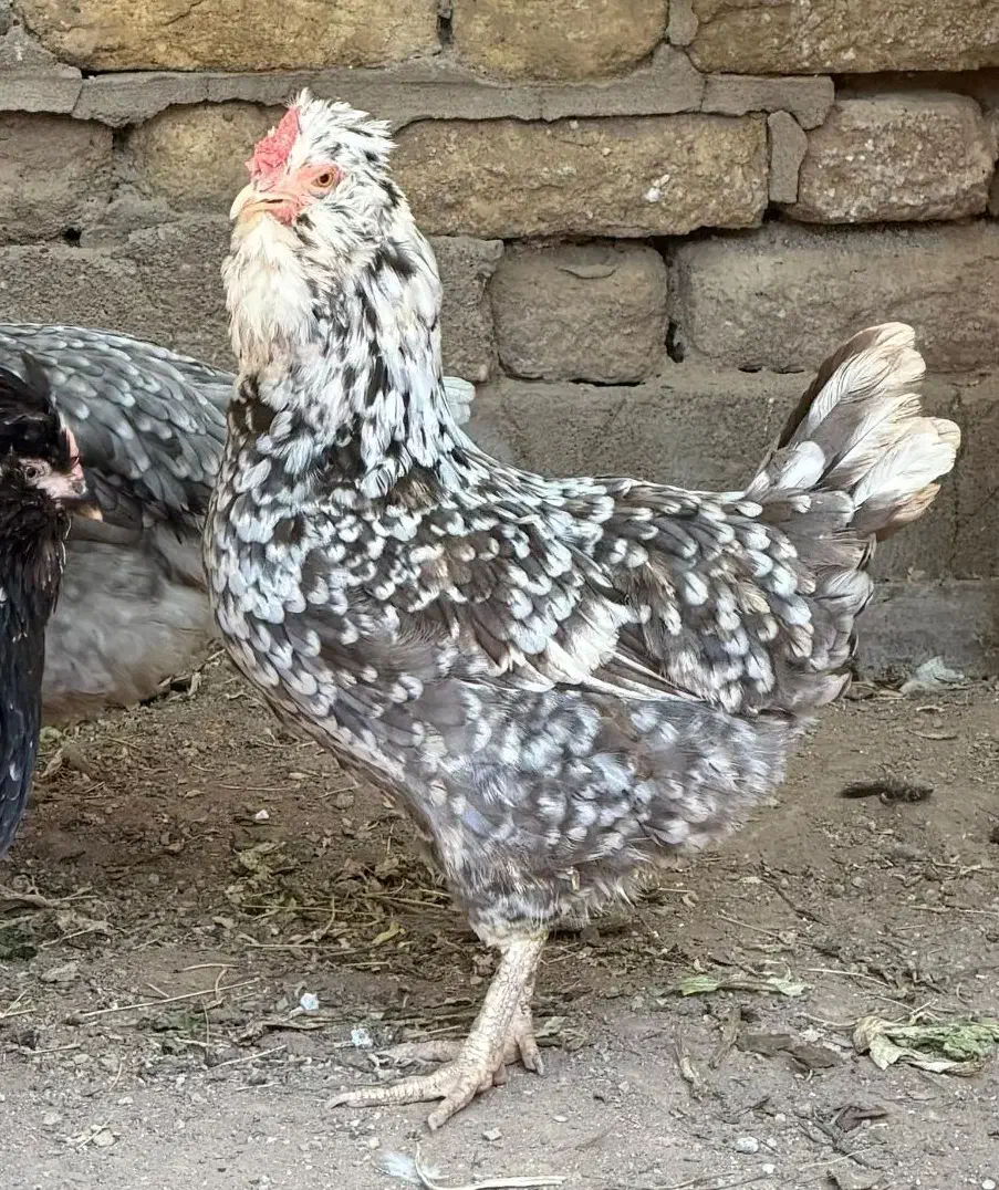 مرغ گلین|حیوانات مزرعه|اهواز, ۳۰ متری|دیوار