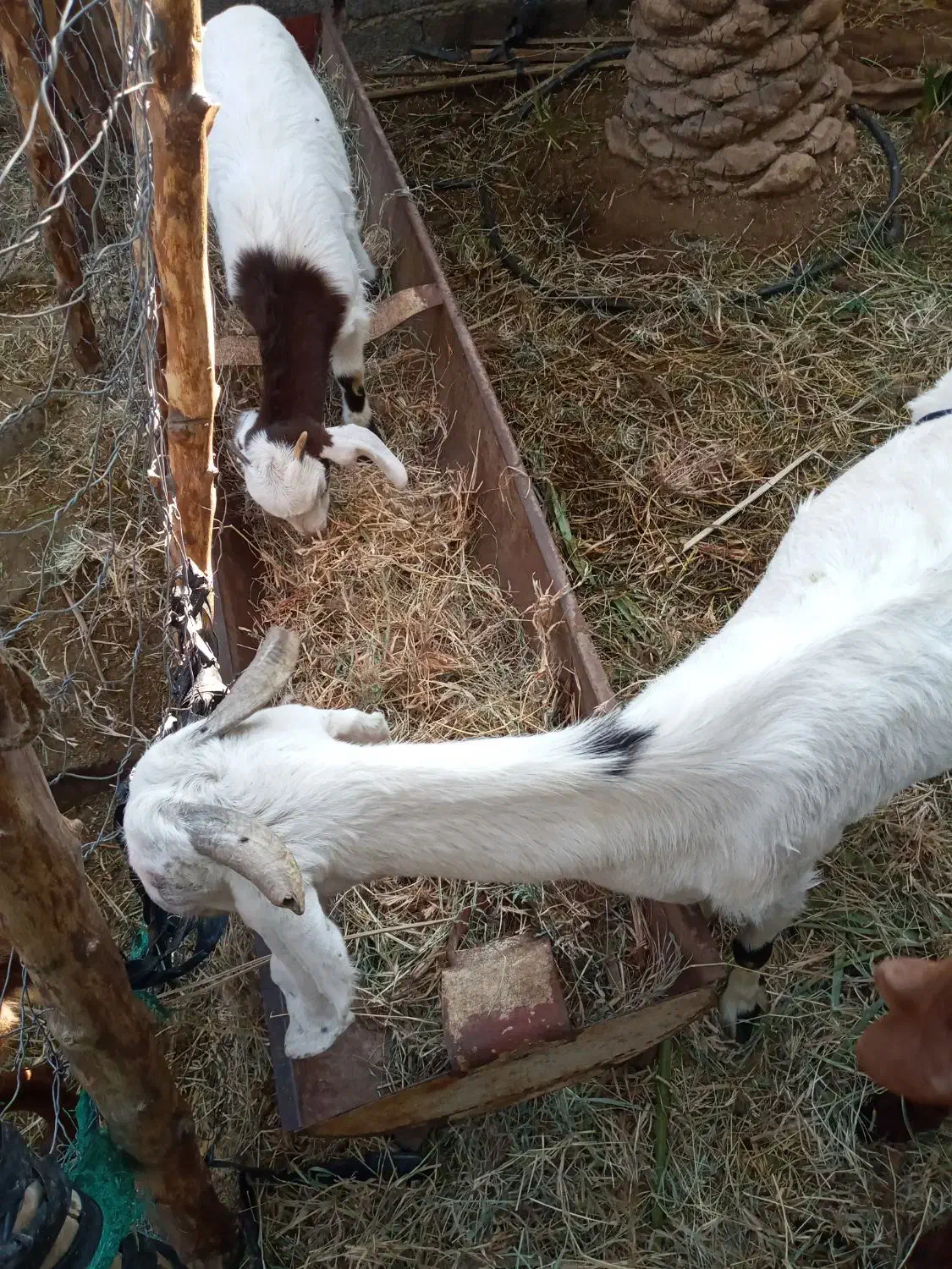 بزبایک کهره ماده|حیوانات مزرعه|عنبرآباد, |دیوار