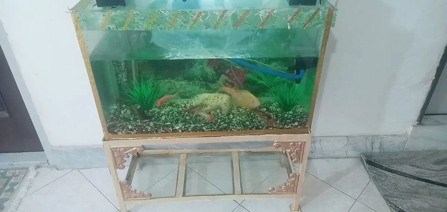 آکواریوم با ماهی جمع و جور و ارزون|ماهی|مشکیندشت, |دیوار