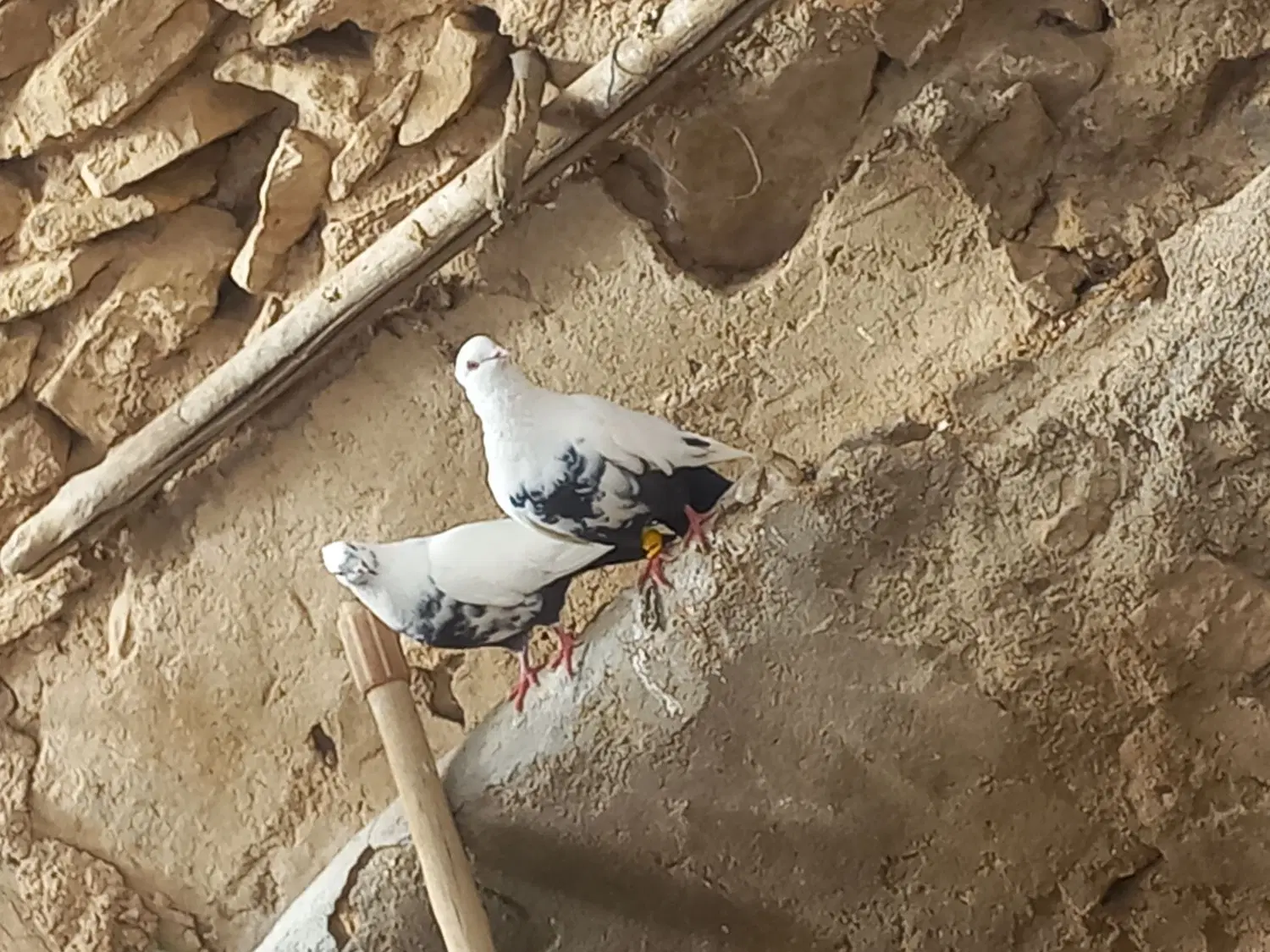 کبوتر دم|پرنده|فاروج, |دیوار