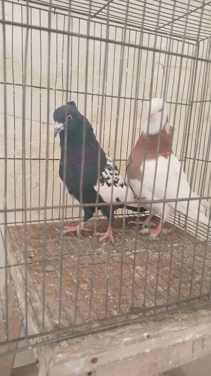 کبوتر|پرنده|مهاجران, |دیوار