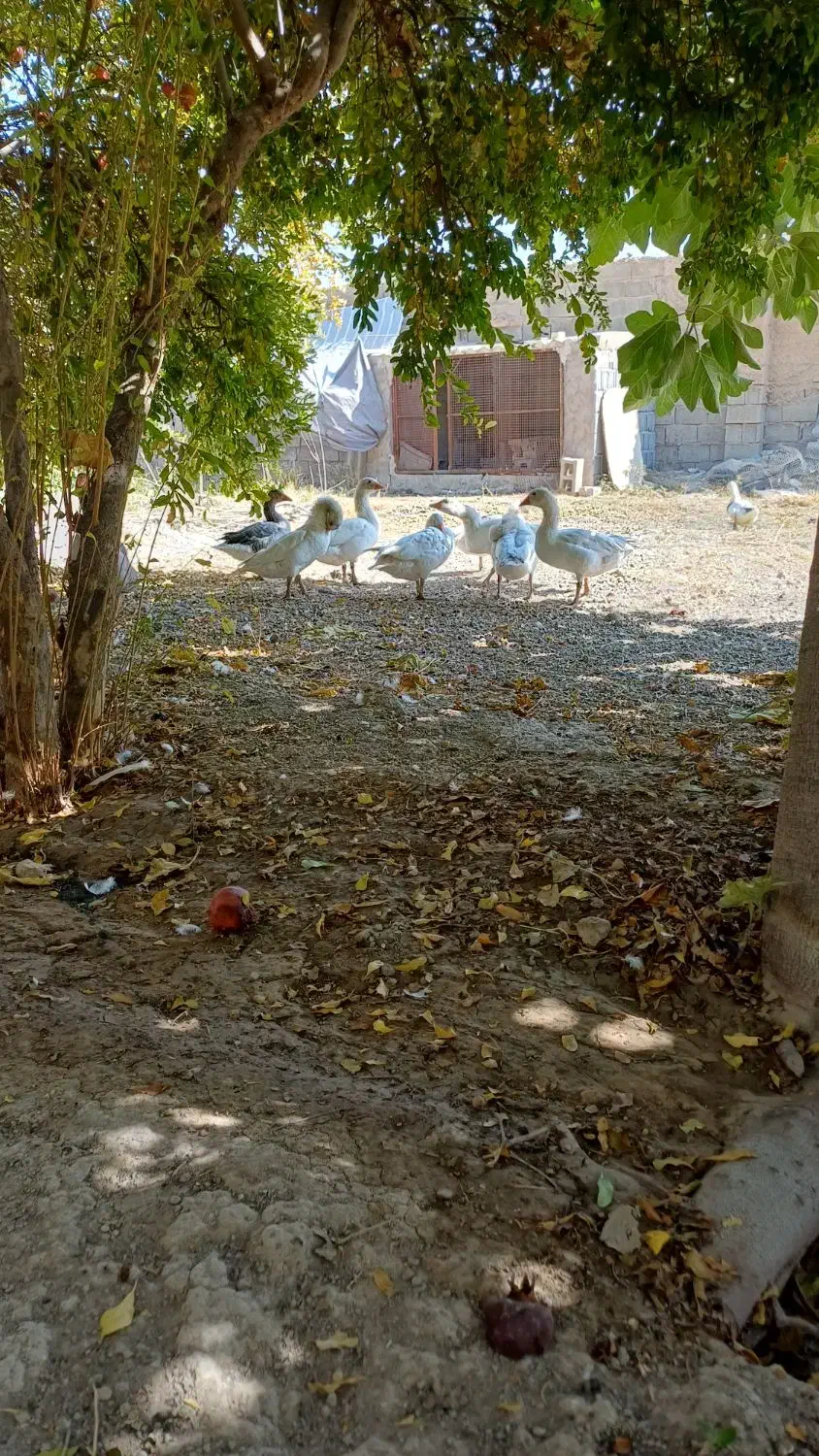 غاز محلی ارگانیک|حیوانات مزرعه|شیراز, کرونی(خاتونک)|دیوار