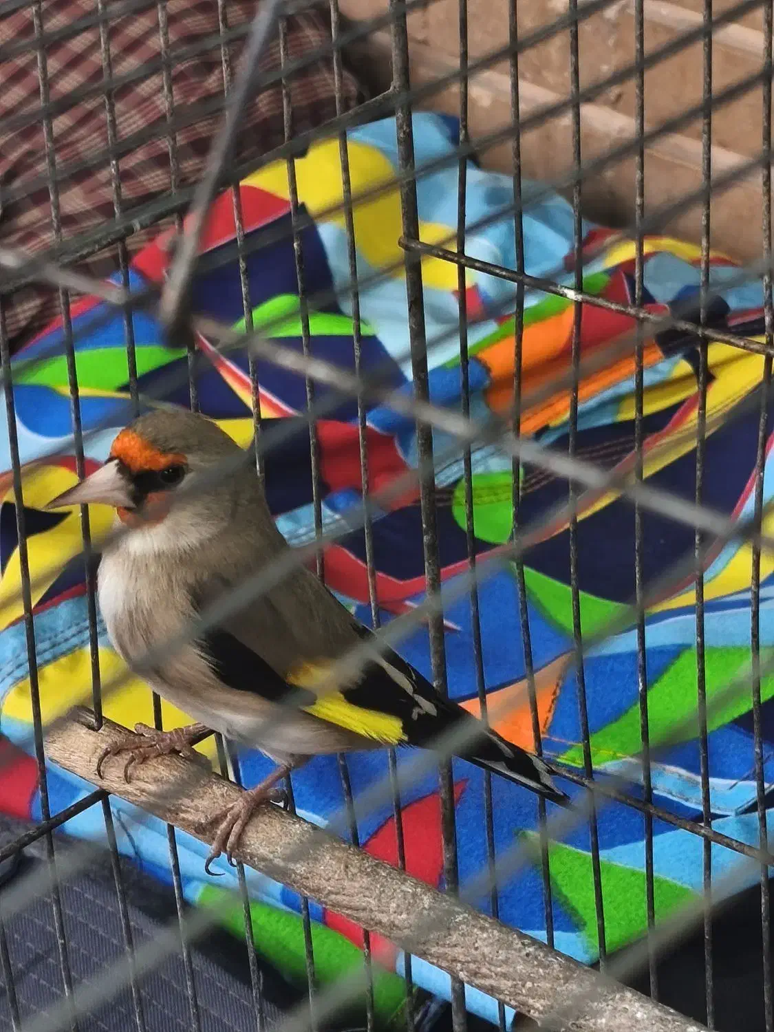 سهره|پرنده|کرمان, |دیوار