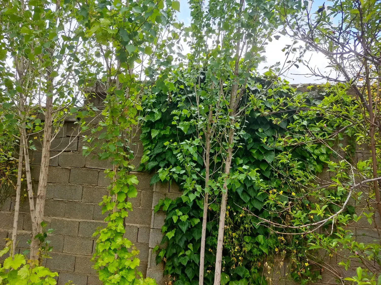فرصت طلایی برای بازنشستگان خانواده ها باغ شهری 750|فروش زمین و ملک کلنگی|شیراز, سجادیه|دیوار