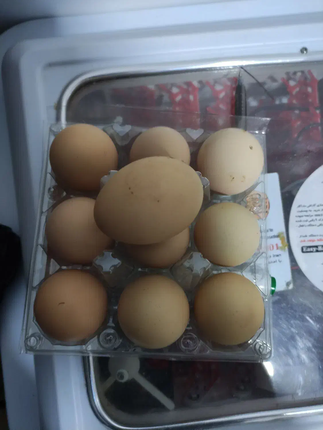 تخم نطفه دار پیلیمونت راک|حیوانات مزرعه|مبارکه, |دیوار