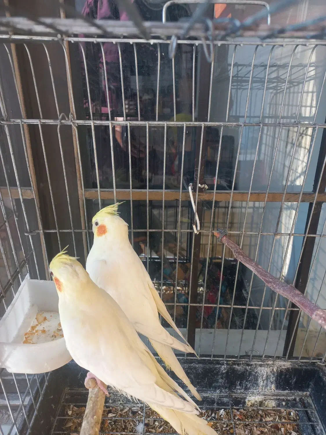 یک جفت عروس هلندی|پرنده|شیراز, کاراندیش|دیوار