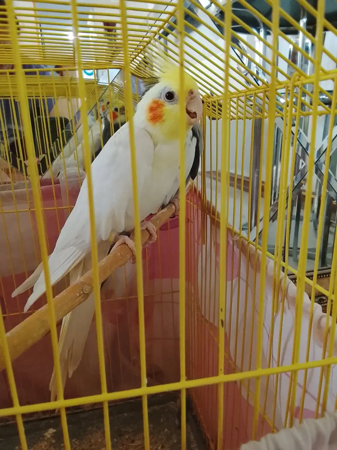 عروس هلندی نر بالغ|پرنده|تهران, گلستان (شهرک راه آهن)|دیوار