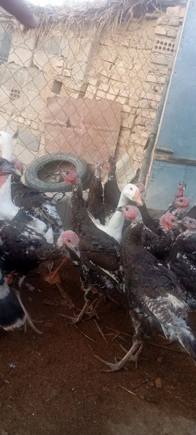 بوقلمون تایلندی فروش فوری|حیوانات مزرعه|آق قلا, |دیوار