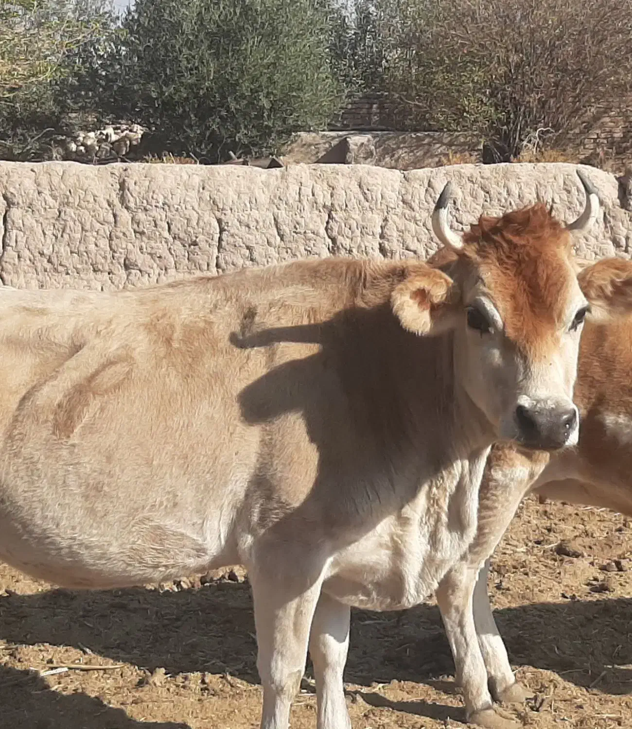 گاو جرسی|حیوانات مزرعه|ماهان, |دیوار