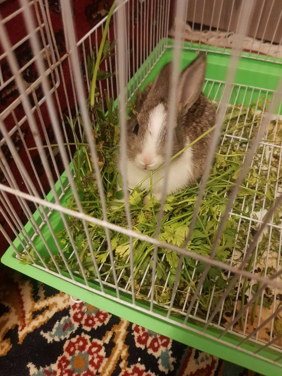 باسلام خرگوش خونگی تمیزوسالمو|موش و خرگوش|تربتحیدریه, داروپخش|دیوار