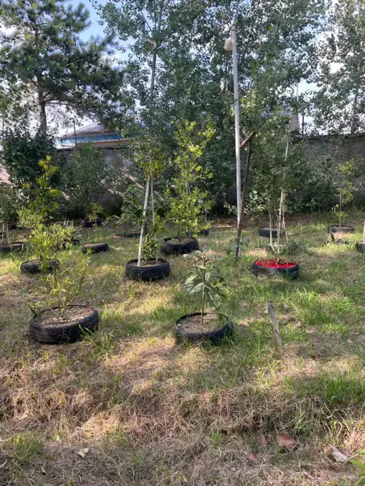 زمین مسکونی جاده انزلی۶۵۰ متری|فروش زمین و ملک کلنگی|رشت, انصاری|دیوار