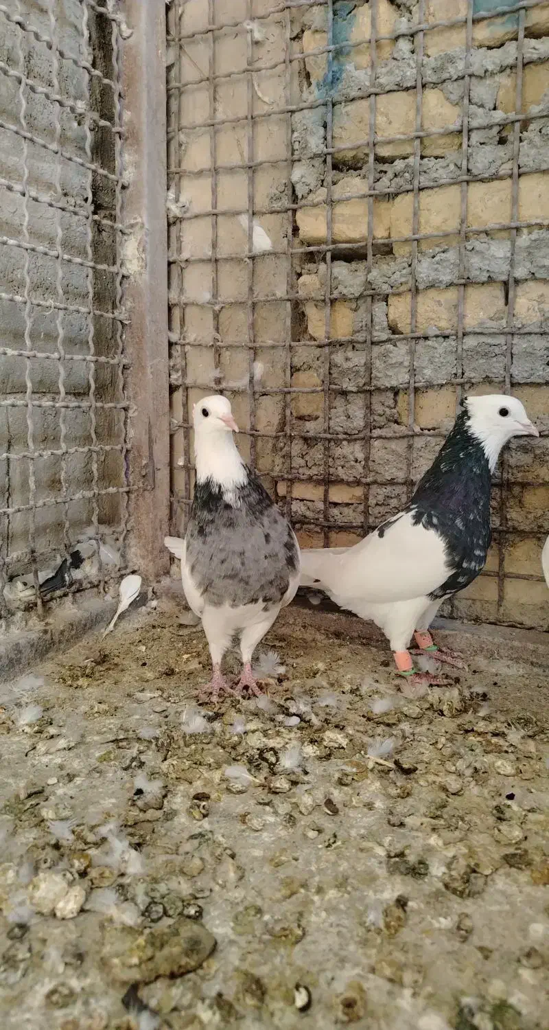 کفتر طوقی|پرنده|تربتحیدریه, بازار|دیوار