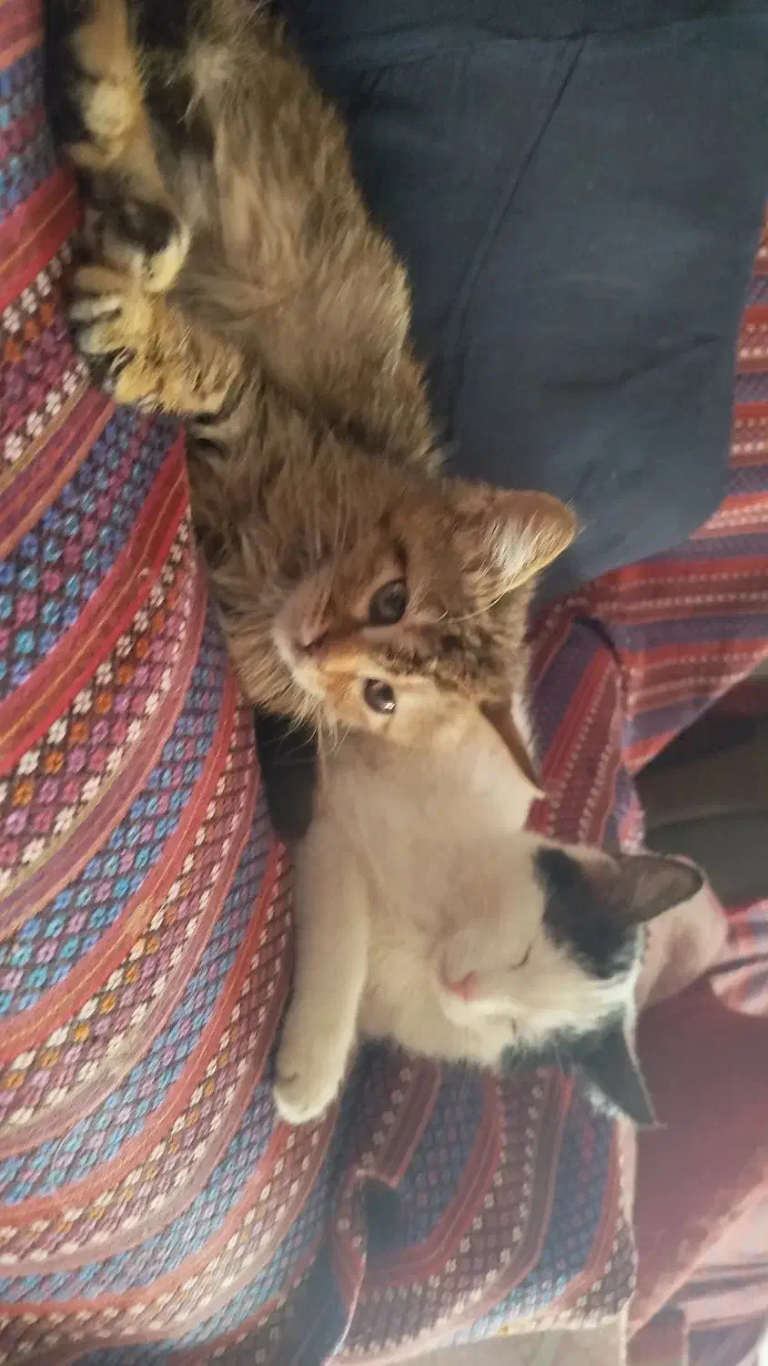 دخترای کوچولو|گربه|شیراز, سیلو|دیوار