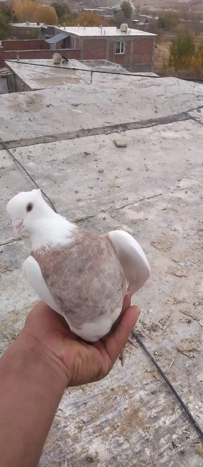 کبوتر|پرنده|مریوان, |دیوار