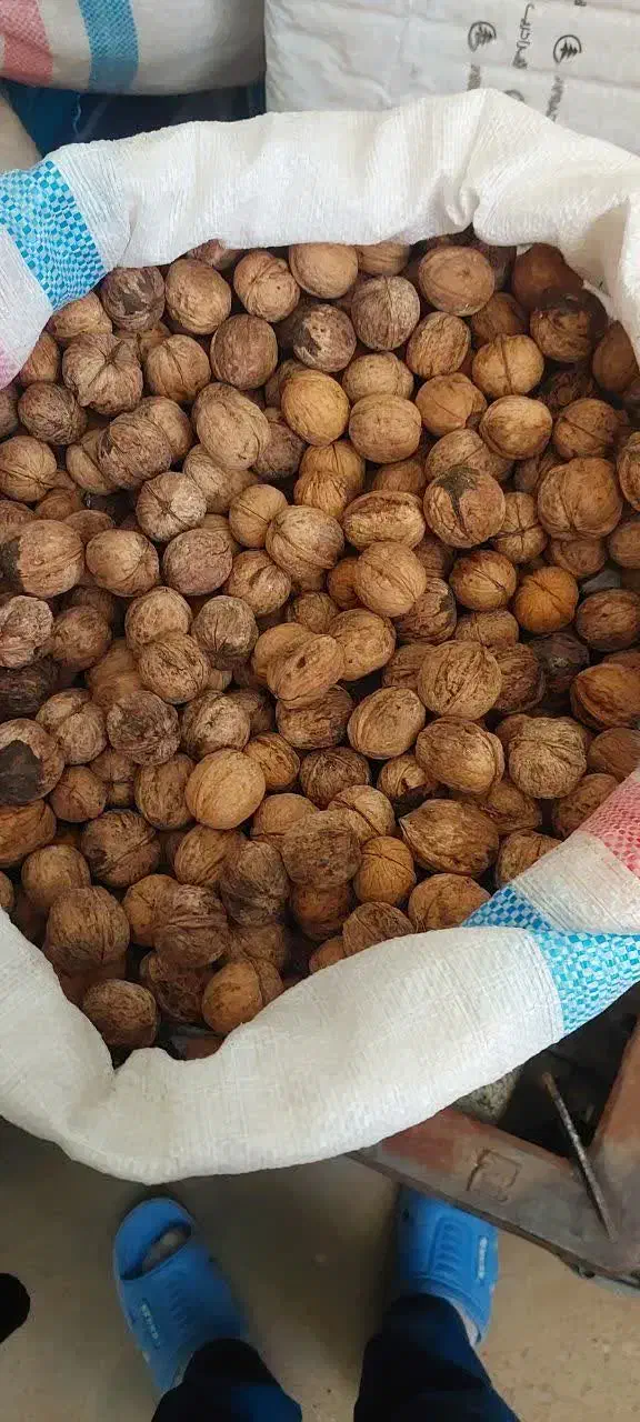 گردو کاغذی شیروان امسالی درجه یک|خوردنی و آشامیدنی|مشهد, موسوی قوچانی|دیوار