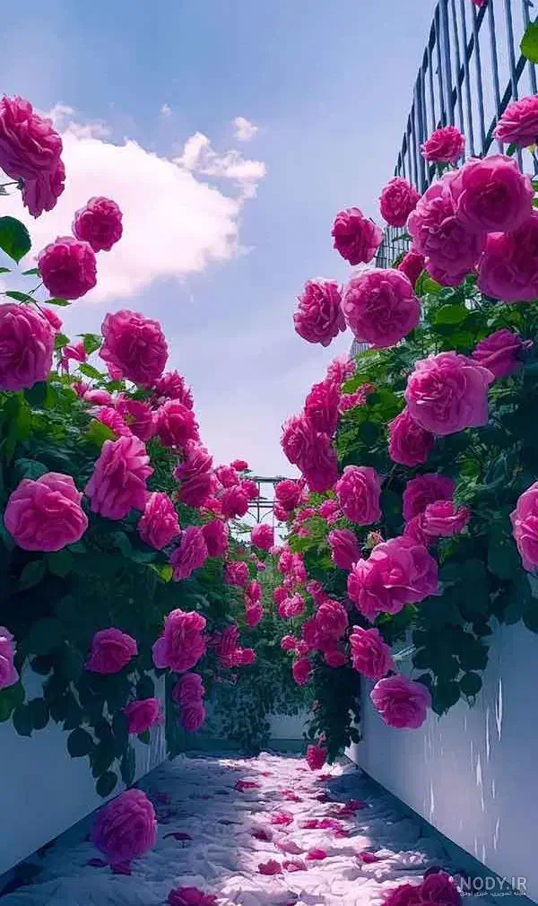 راهنمایی شریک|فعالیت داوطلبانه|تهران, آرارات|دیوار