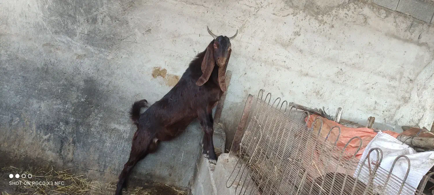 بز تکه|حیوانات مزرعه|گنبد کاووس, |دیوار