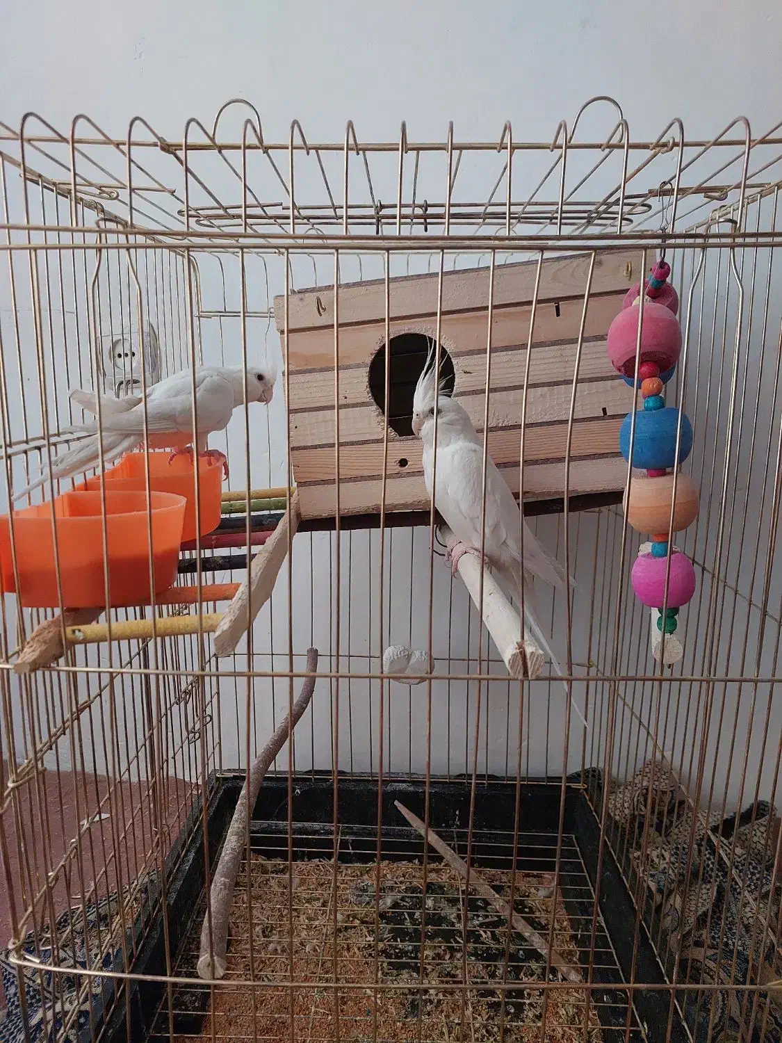 عروس  هلندی|پرنده|سردشت, |دیوار