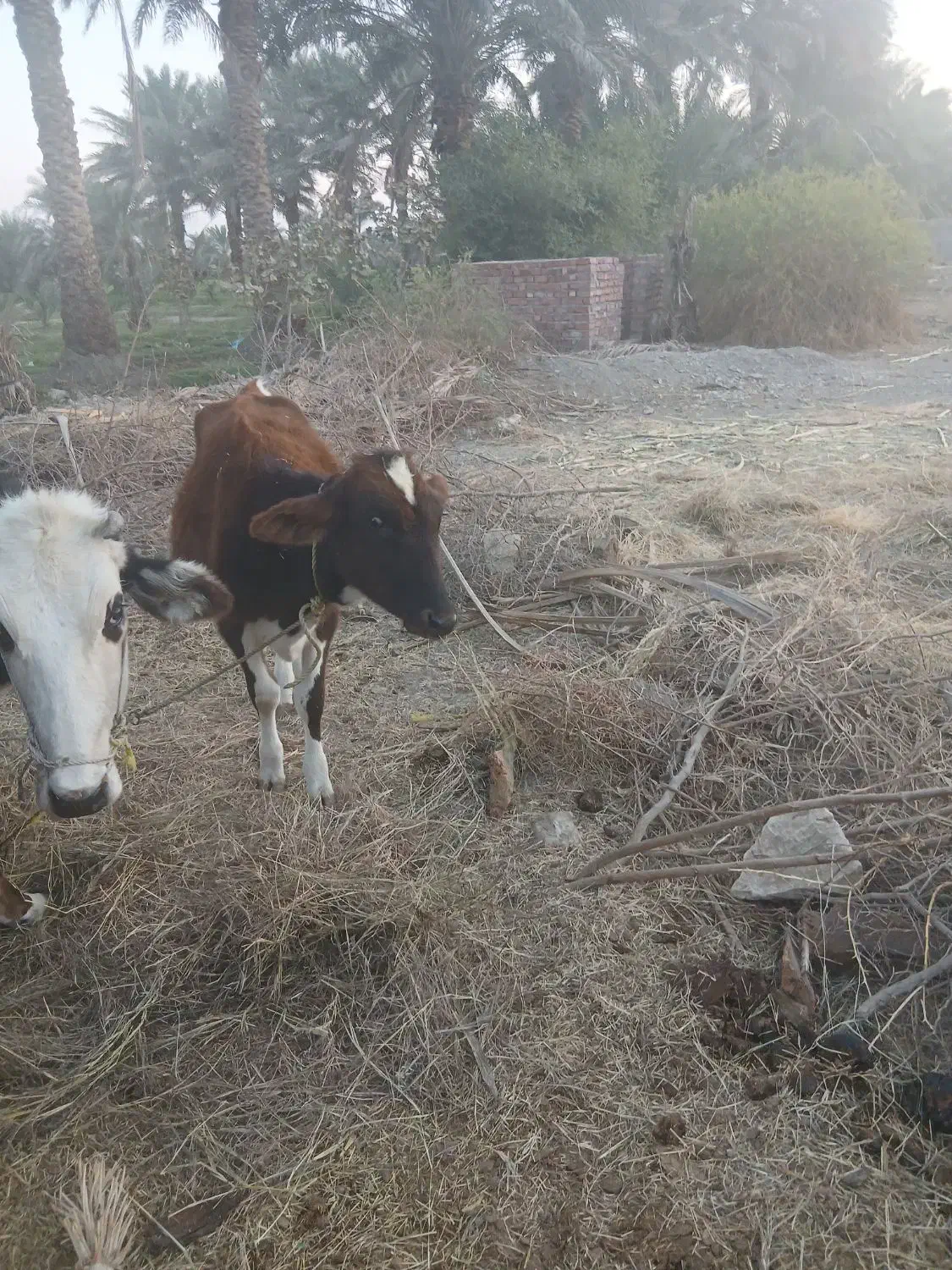 گوساله ماده فروشی|حیوانات مزرعه|جیرفت, |دیوار