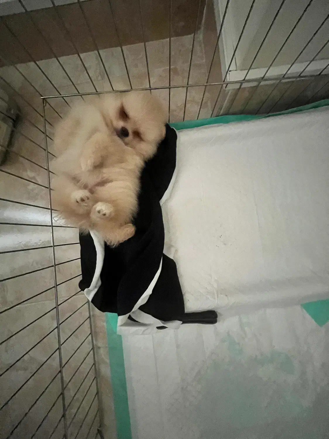 توله پامرانین خرسی سفید ماده|سگ|بندر انزلی, کلیور|دیوار