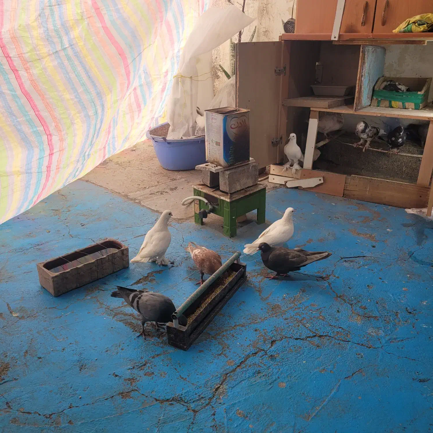 کودکبوتر|حراج|تبریز, |دیوار