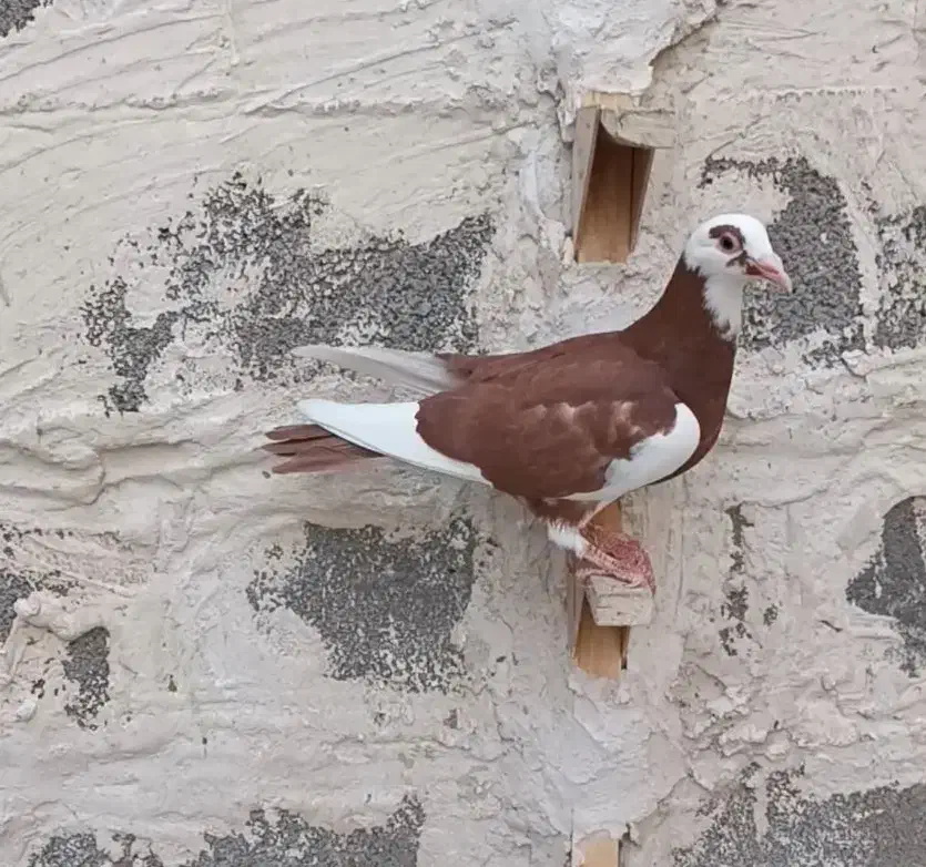 جوجه کبوتر ابلق سرخ نر|پرنده|شیراز, امام حسین|دیوار