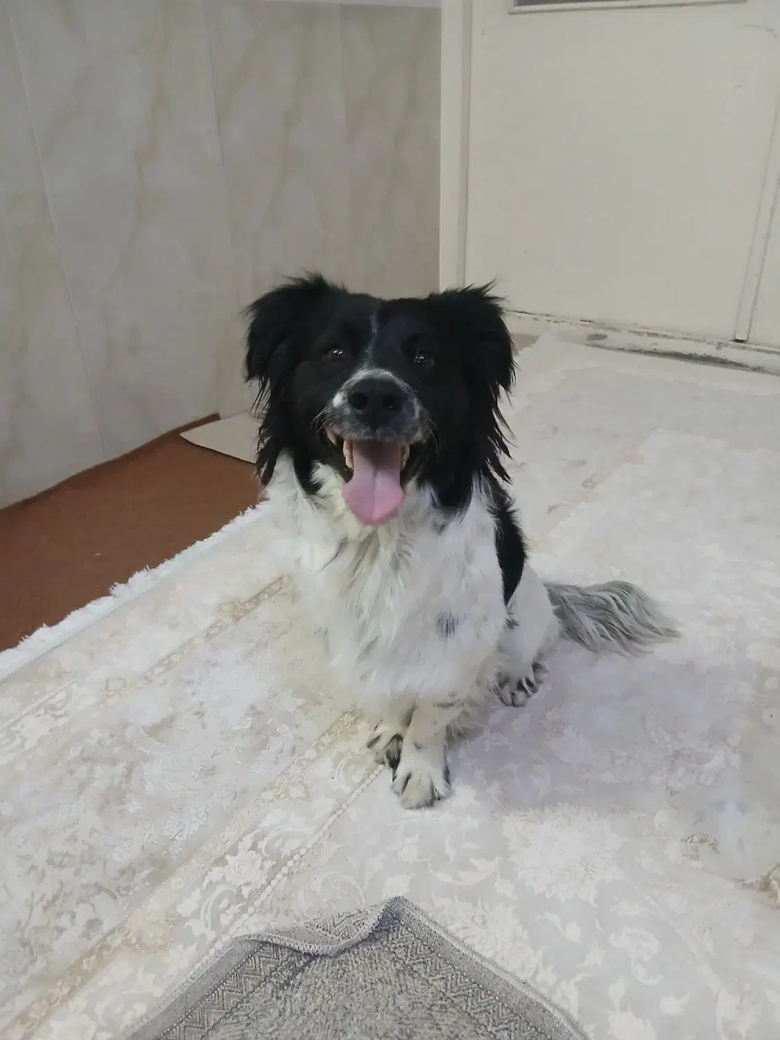 سگ گمشده|حیوانات|مشهد, سیس‌آباد|دیوار