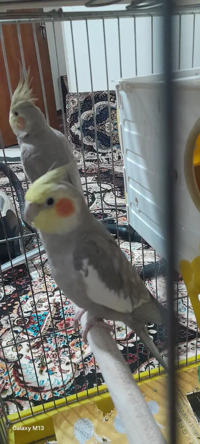 یک جفت عروس هلندی سخنگو|پرنده|بهار, |دیوار