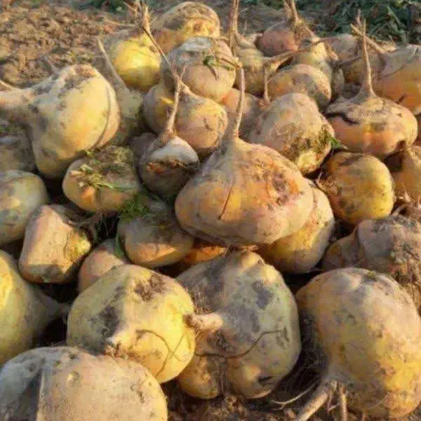 /شلغم/چغندر/|عمده‌فروشی|آباده, |دیوار