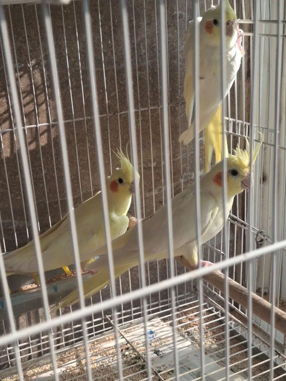 طوطی عروس لوتینو ماده بالغ|پرنده|بابل, |دیوار