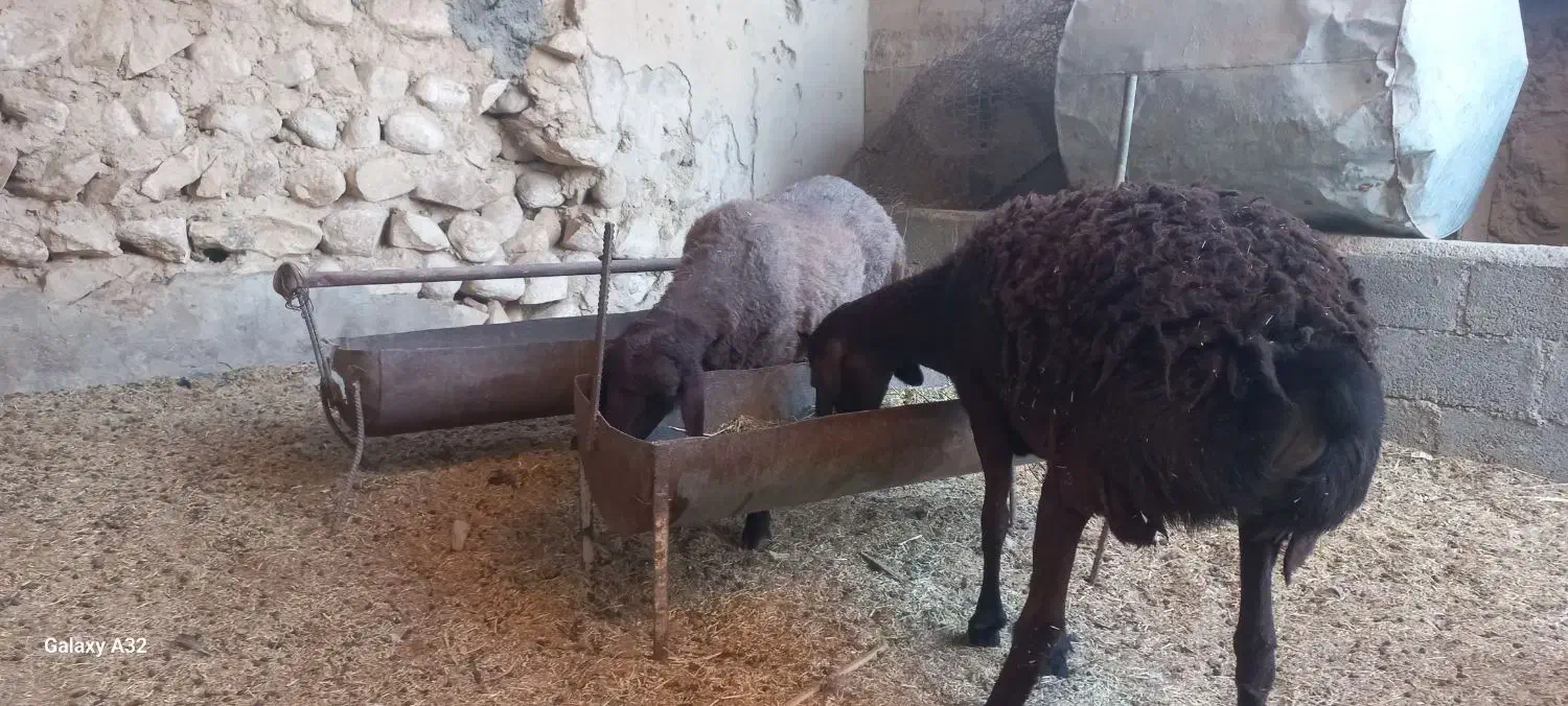 ۲عدد میش نژاد همو خونگیری شده|حیوانات مزرعه|وراوی, |دیوار