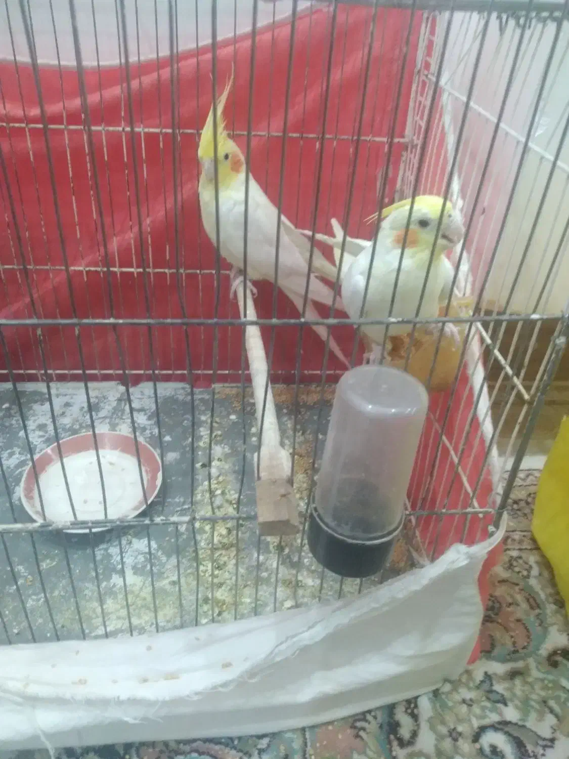 یکجفتعروسهلندیلوتینو|پرنده|تربت جام, اسماعیل آباد|دیوار