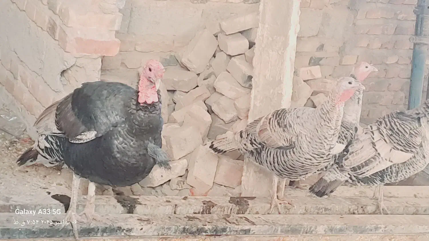 حیوانات بالدار|حیوانات مزرعه|خاش, |دیوار