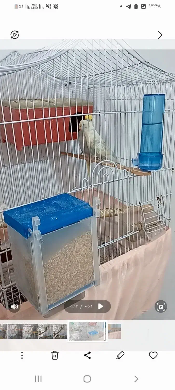 جفت مولد مرغ عشق رینبو رنگین کمانی فنچ طوطی راهب|پرنده|قدس, شهرقدس|دیوار