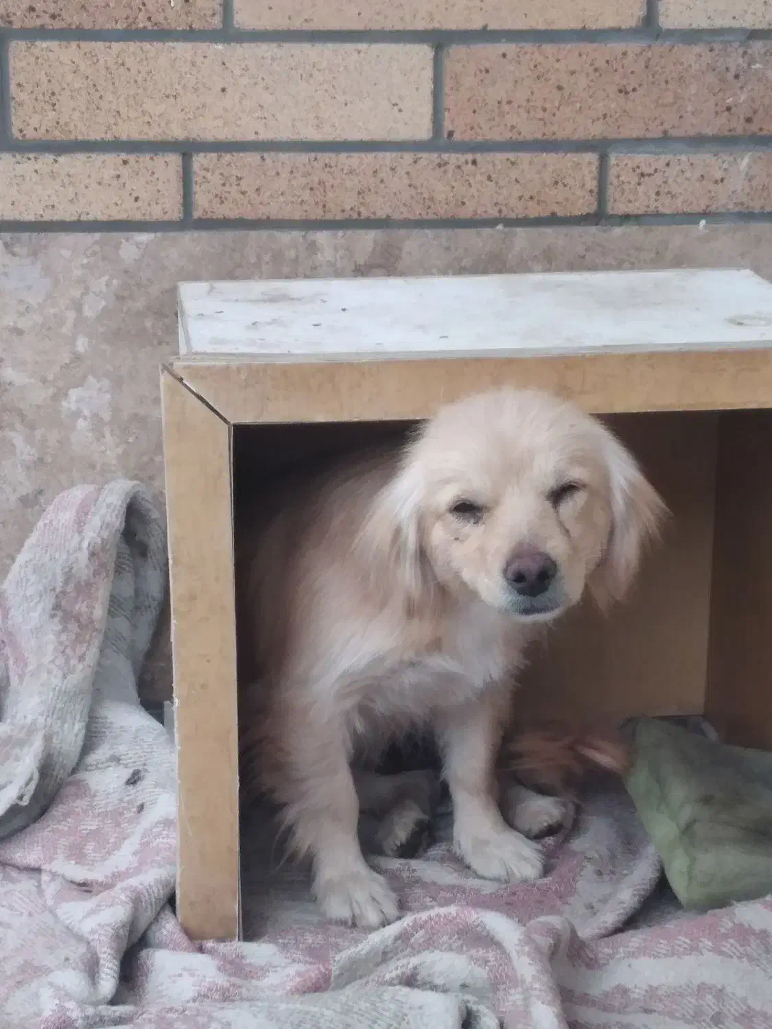 سگ پاپی پا کوتاه|سگ|اصفهان, سرشبادران|دیوار